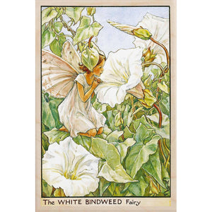WHITE BINDWEED FAIRY